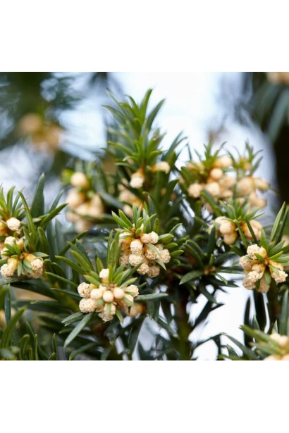 Тис ягідний Топіар Куля на штамбі квіти